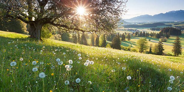 “backlight view through apple tree, summer meadow in bavaria, germany”